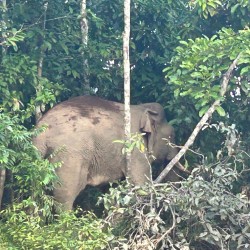 We thoroughly enjoyed our trip with Amazing Borneo Tours and can wholeheartedly recommend them